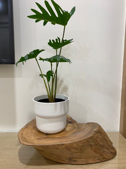 客廳-花台架