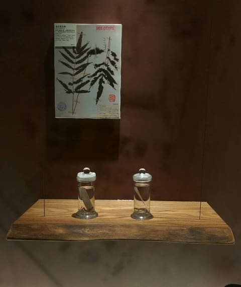 板片-179-玄關-玄關桌-非柚